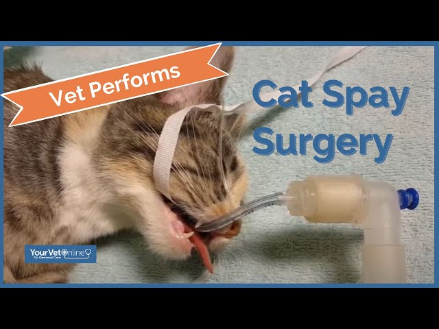 How Do Vets Spay Cats