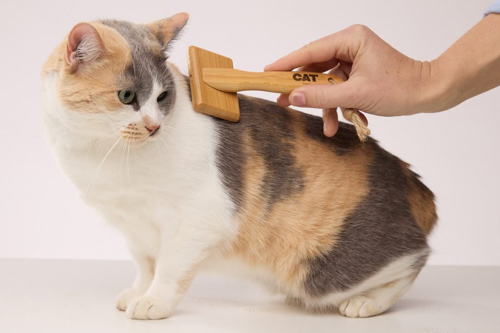 How Do You Brush a Cat