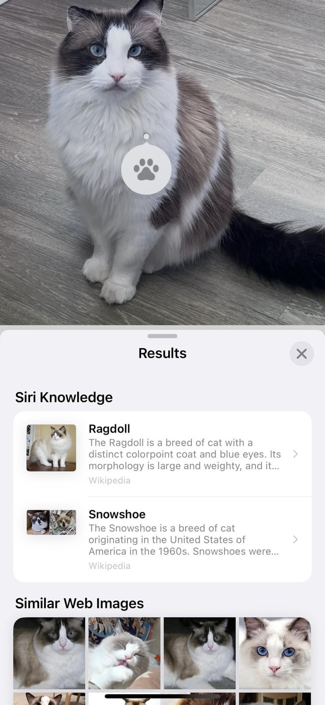 How Do You Find Out What Breed Your Cat is
