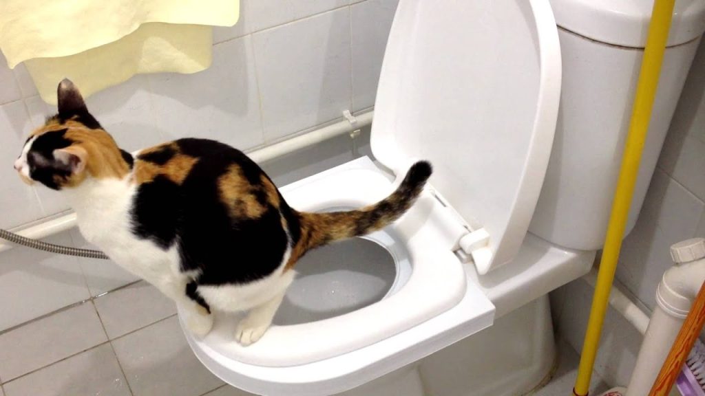 How Do You House Train a Cat