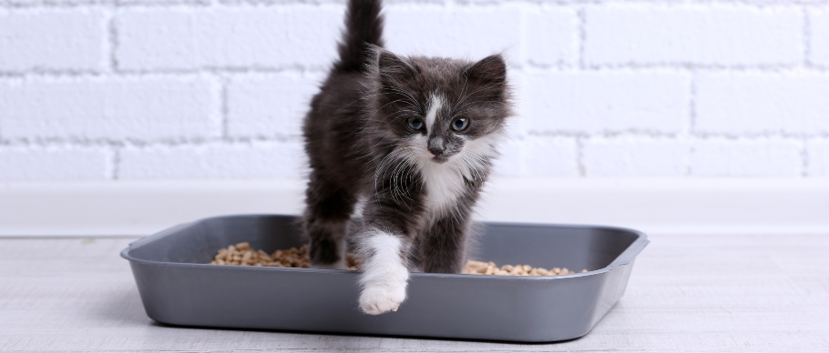 How Do You Litter Box Train a Cat