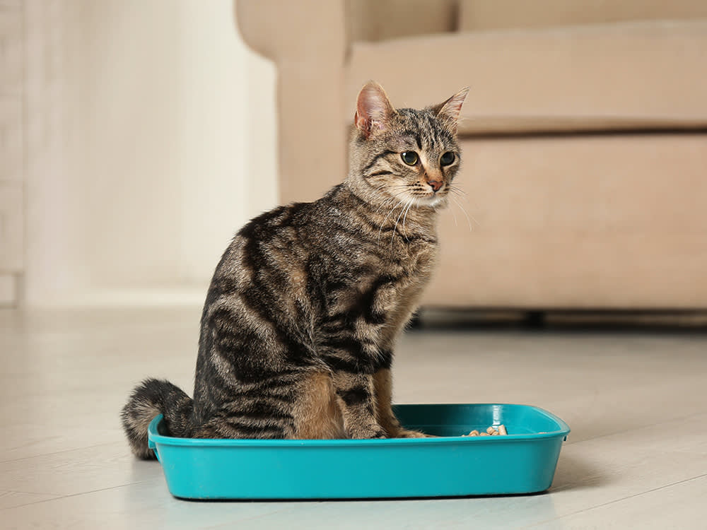 How Do You Potty Train a Cat: Expert Tips Unveiled