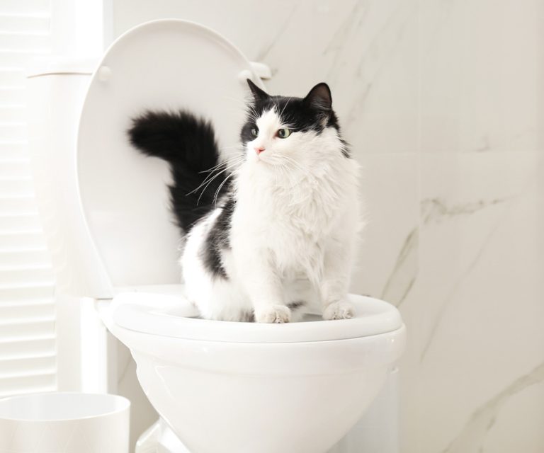 How Do You Toilet Train a Cat