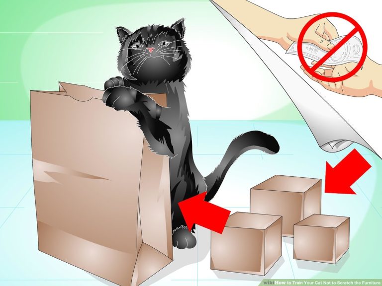 How Do You Train a Cat Not to Scratch Furniture
