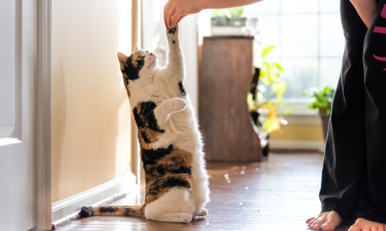 How Do You Train Cats