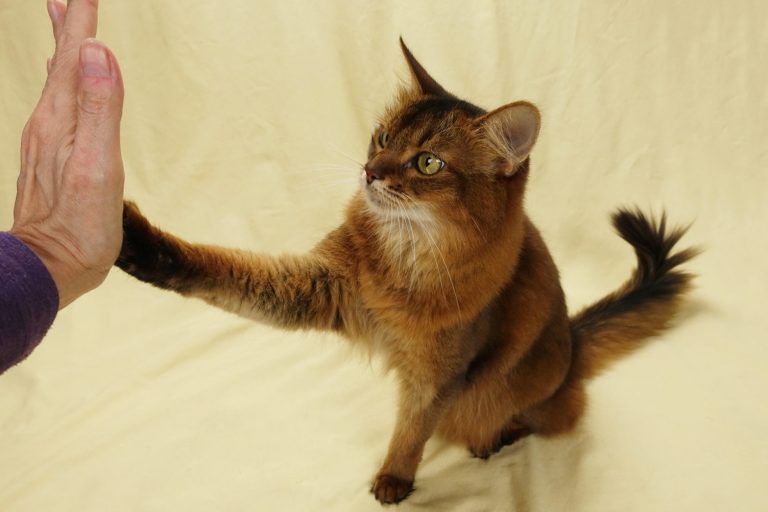How Do You Train Your Cat