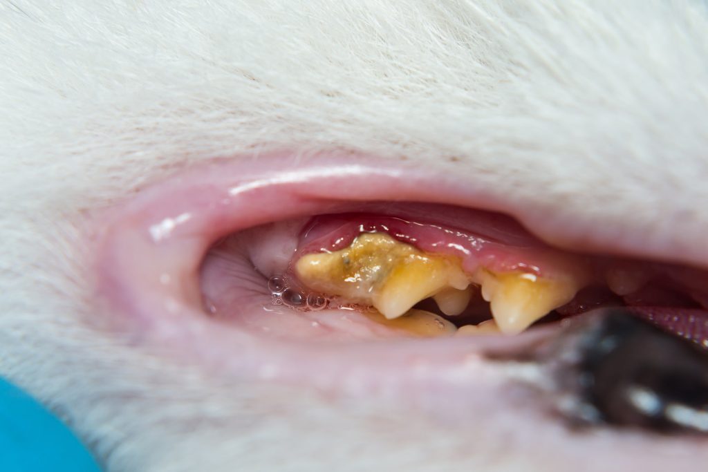 How Do You Treat Gingivitis in Cats