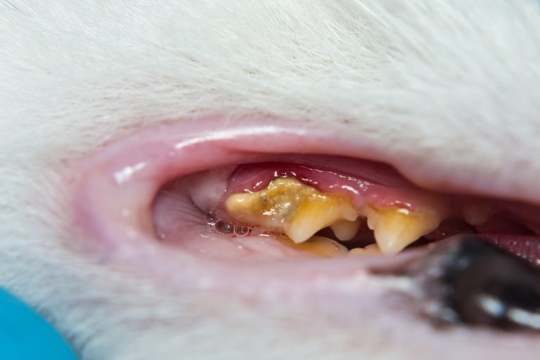 How Do You Treat Gingivitis in Cats