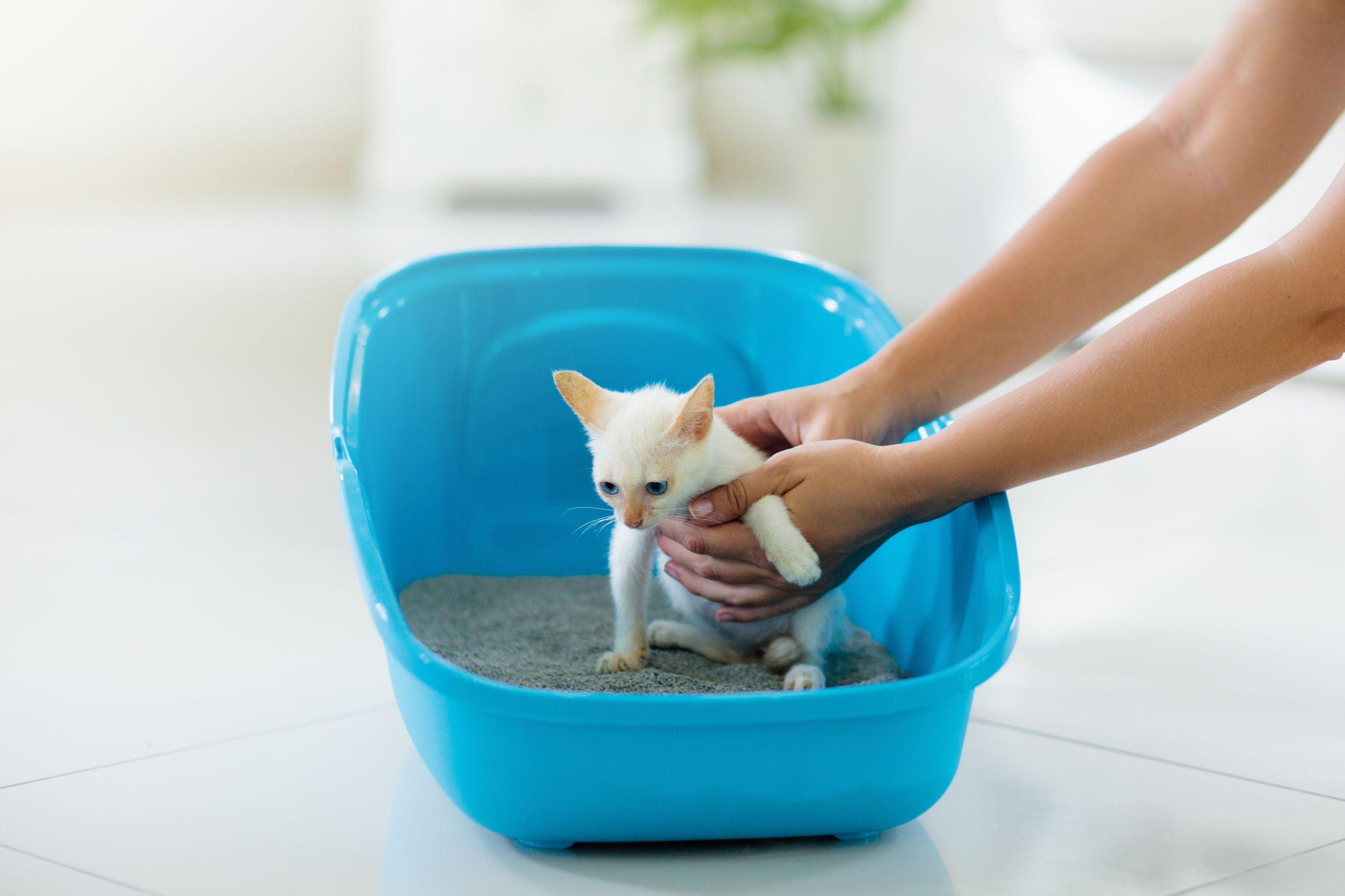 How Hard is It to Train a Cat