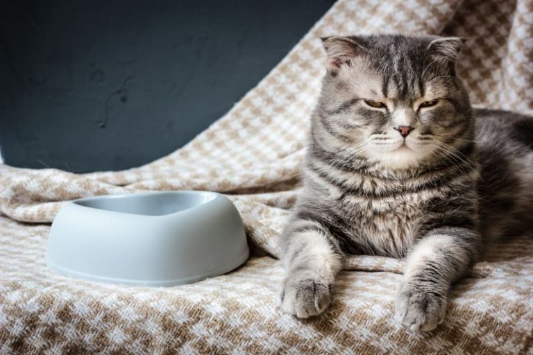 How Long Cat Not Eating before Vet