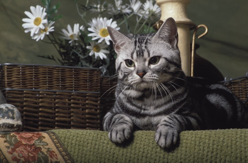 How Long Do American Shorthair Cats Live
