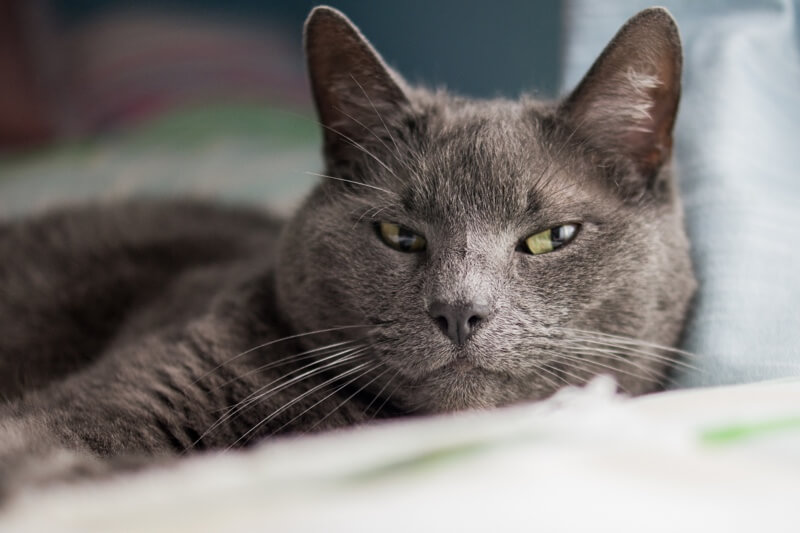 How Long Do Russian Blue Cats Live