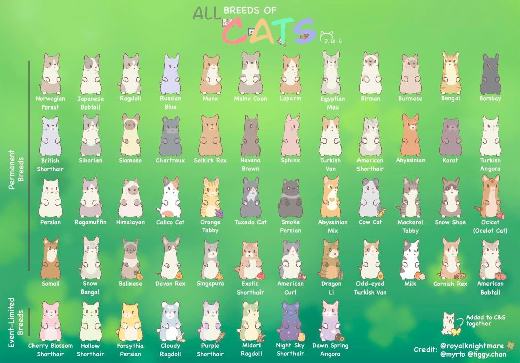 How Many Cat Breeds are There in 2024