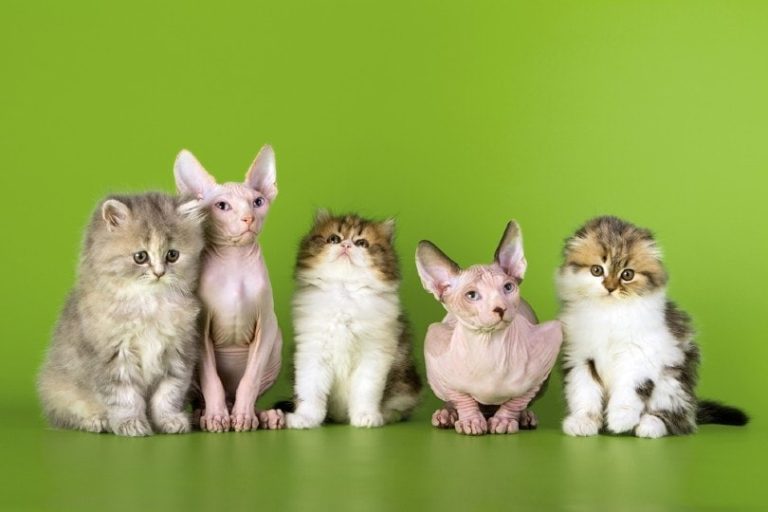 How Many Cat Breeds are There in the World