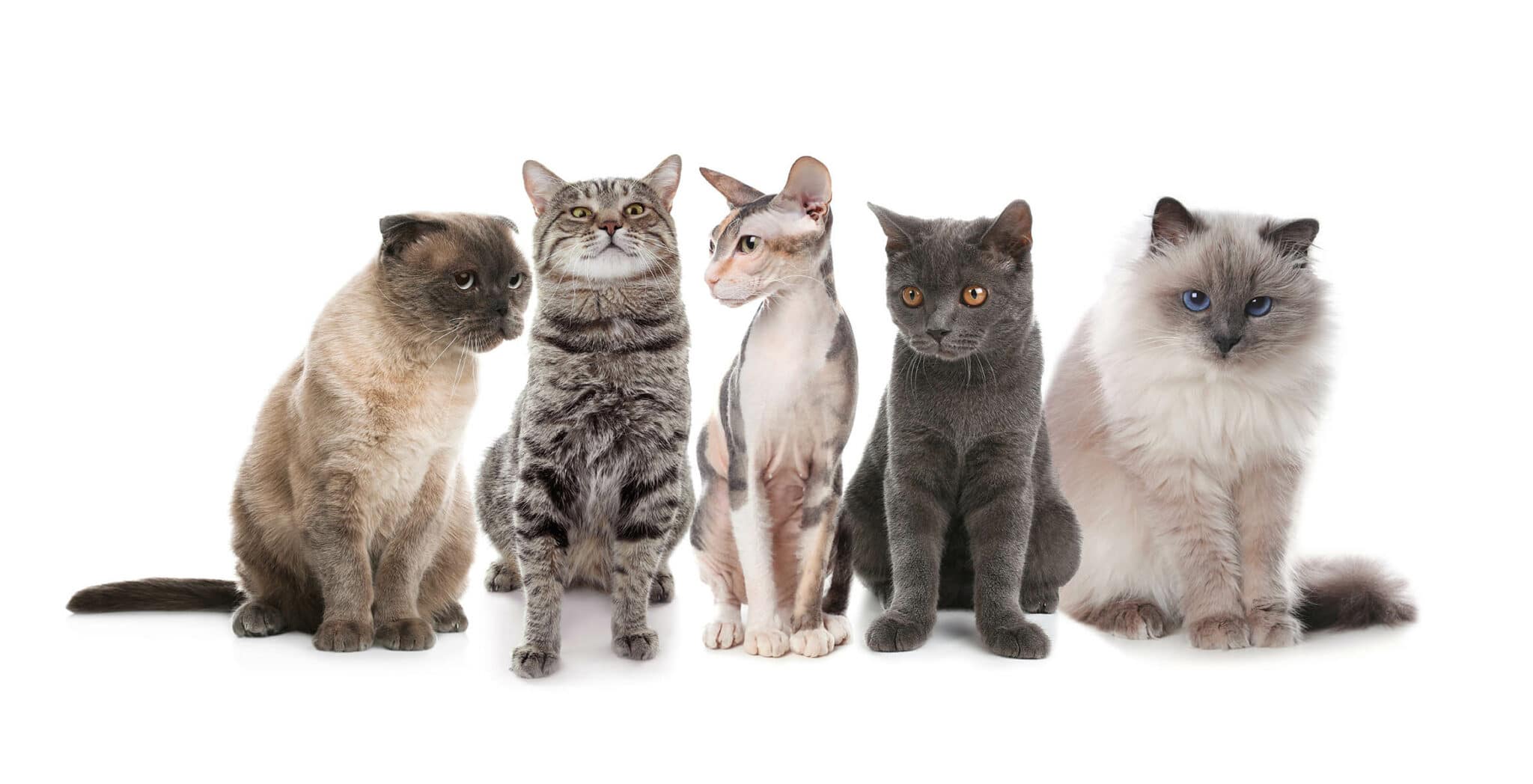How Many Cat Breeds Exist: Discover Feline Diversity