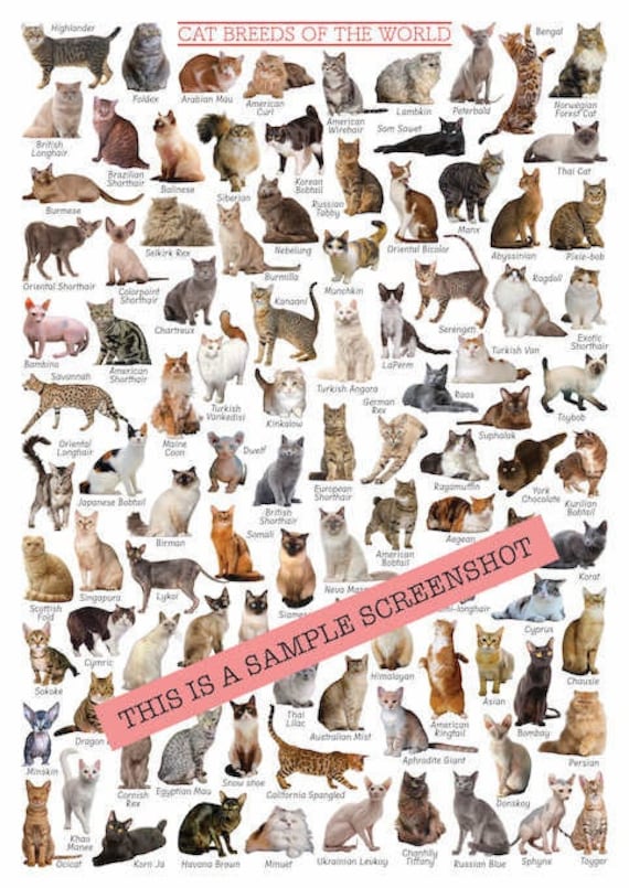 How Many Different Breeds of Domestic Cats are There