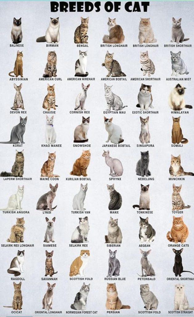 How Many Different Cat Breeds are There