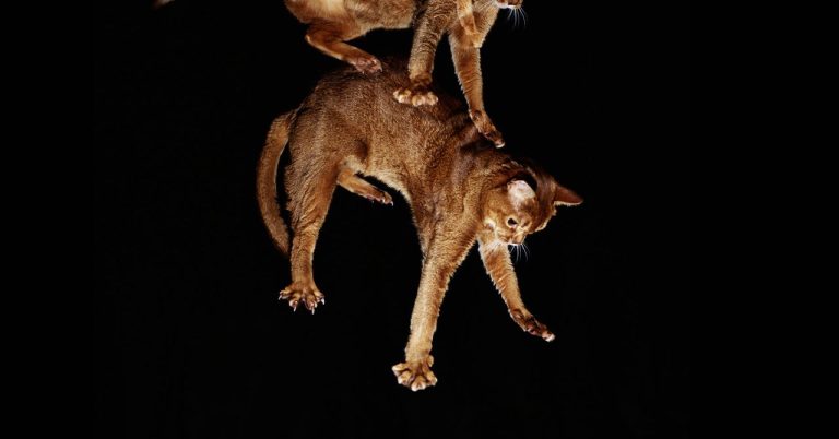 How Many Stories Can a Cat Fall