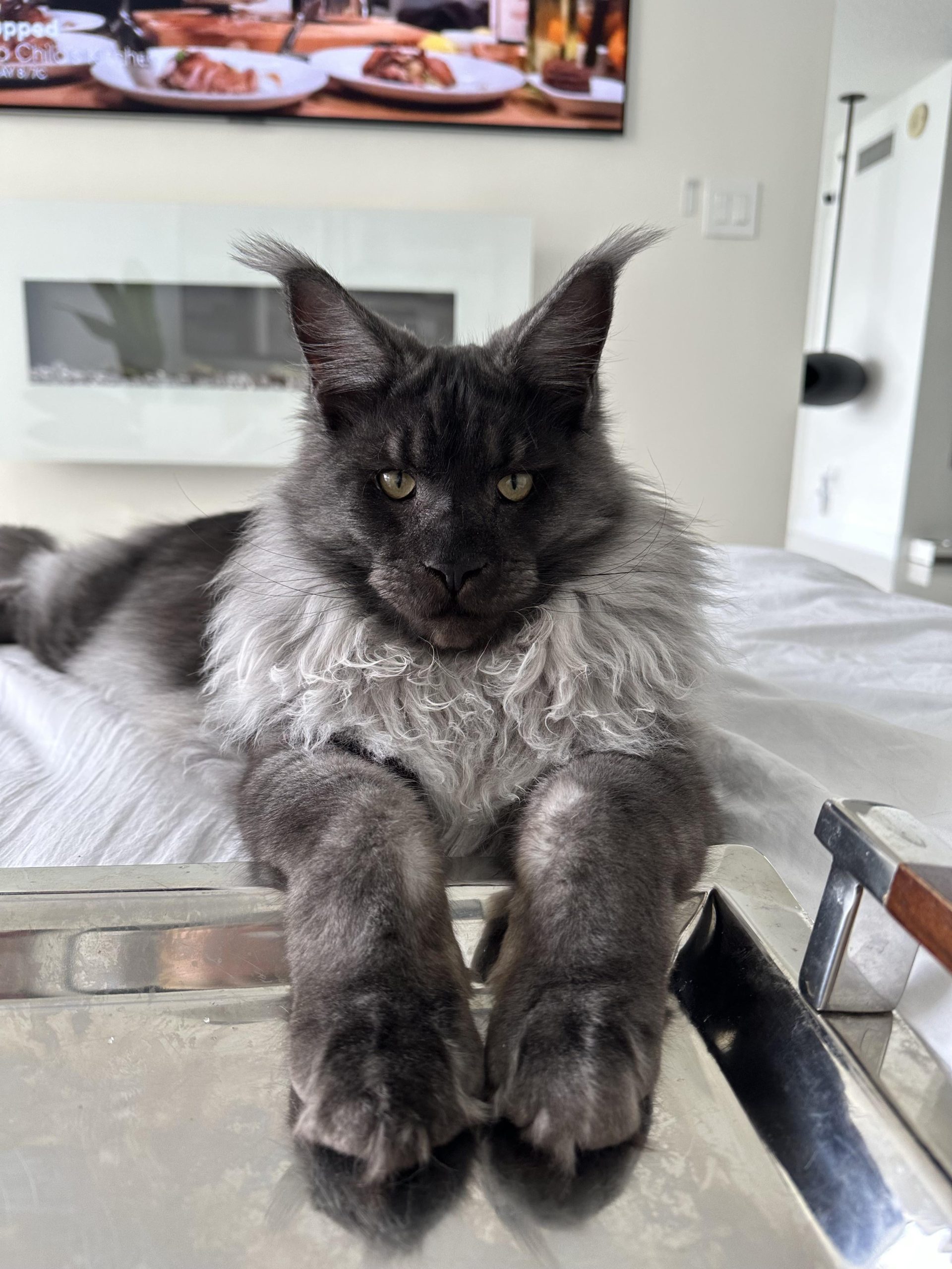 How Much are Maine Coon Cats near Me