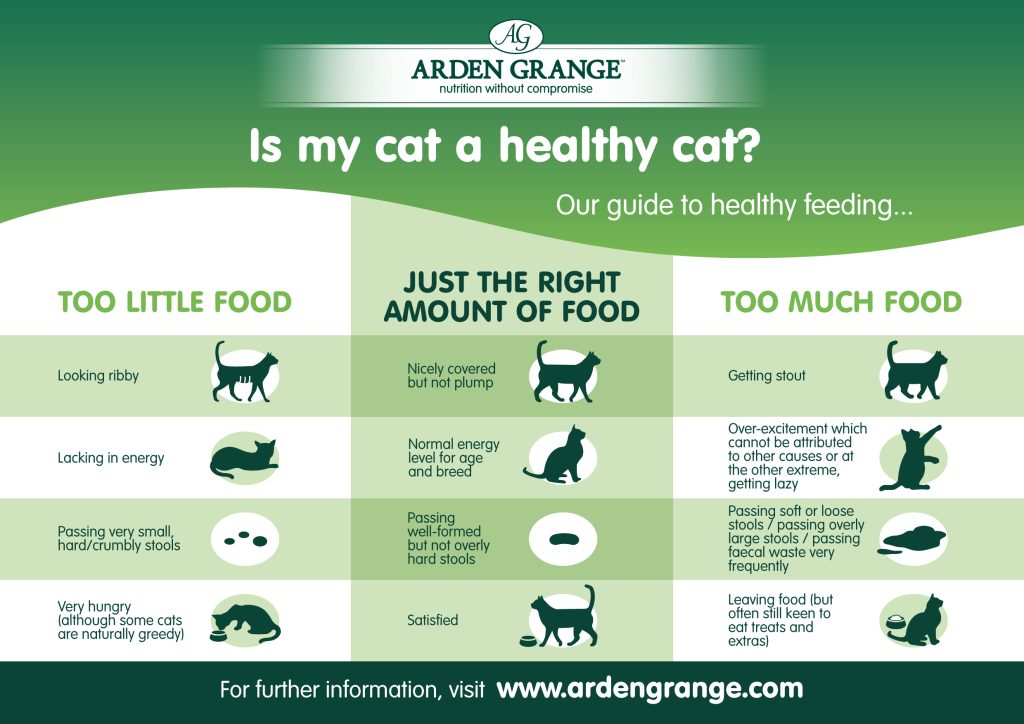 How Much Cat Food Does a Cat Need