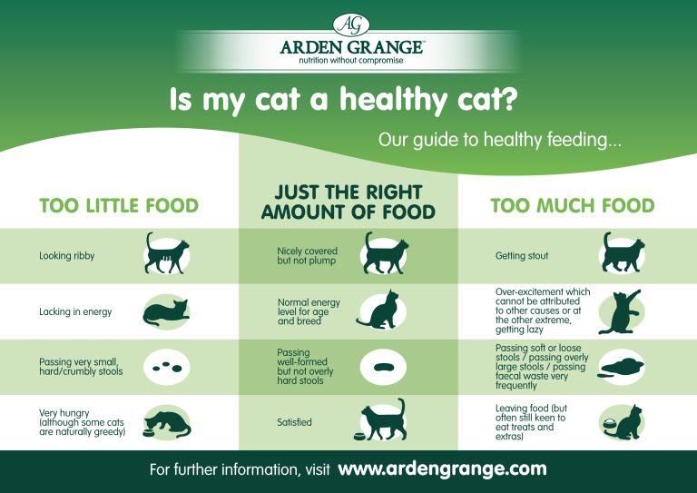 How Much Cat Food Does a Cat Need