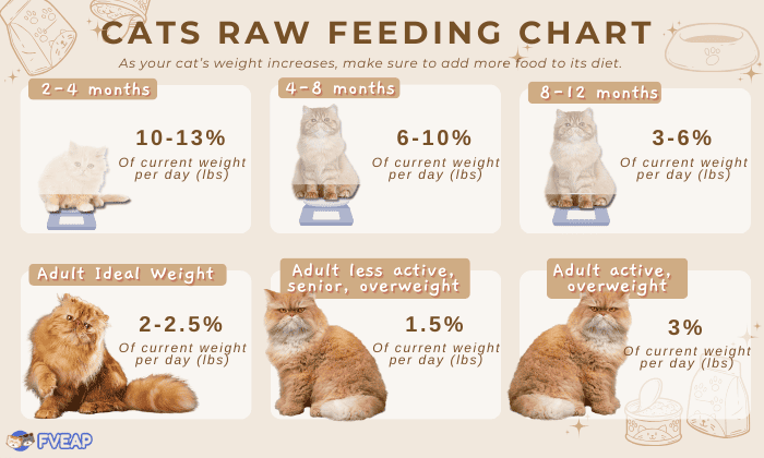 How Much Cat Food Should a Cat Eat Per Day