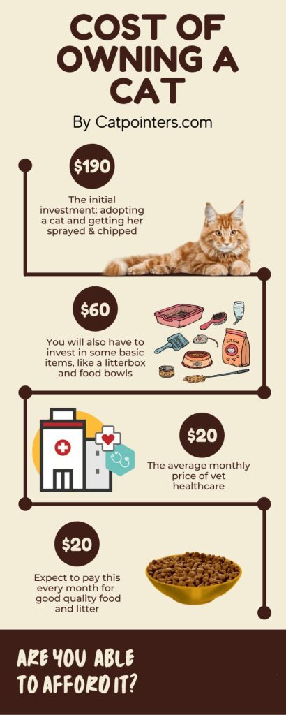 How Much Does Cat Food Cost