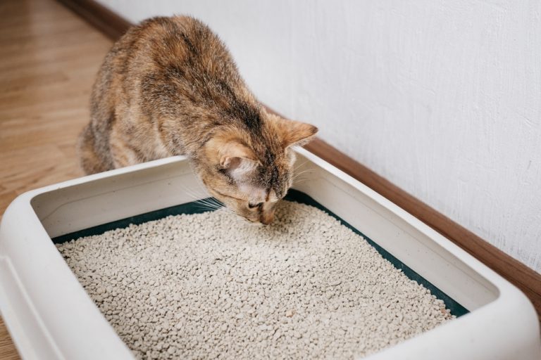 How Much Does Cat Litter Cost