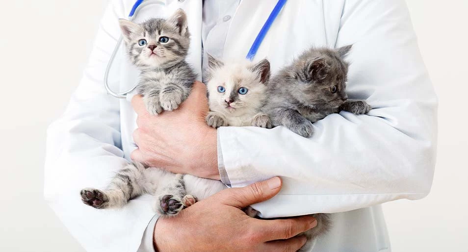 How Much for a Vet Visit for a Cat