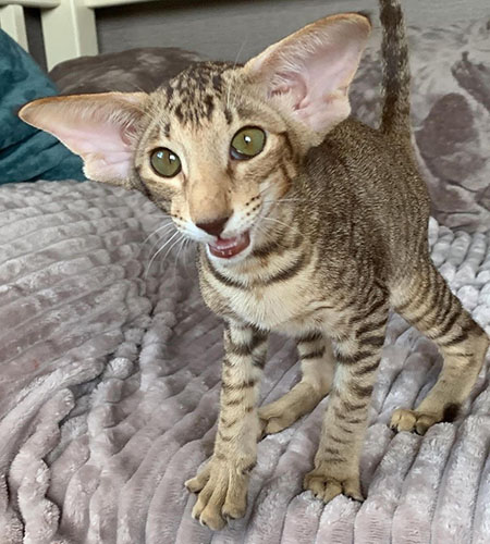 How Much is an Oriental Shorthair Cat