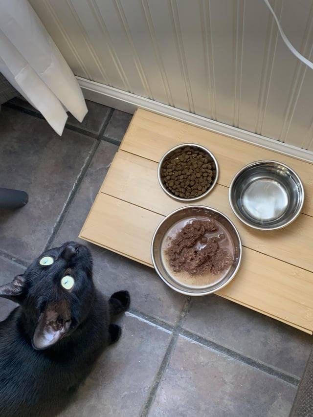 How Much Should a One Year Old Cat Eat