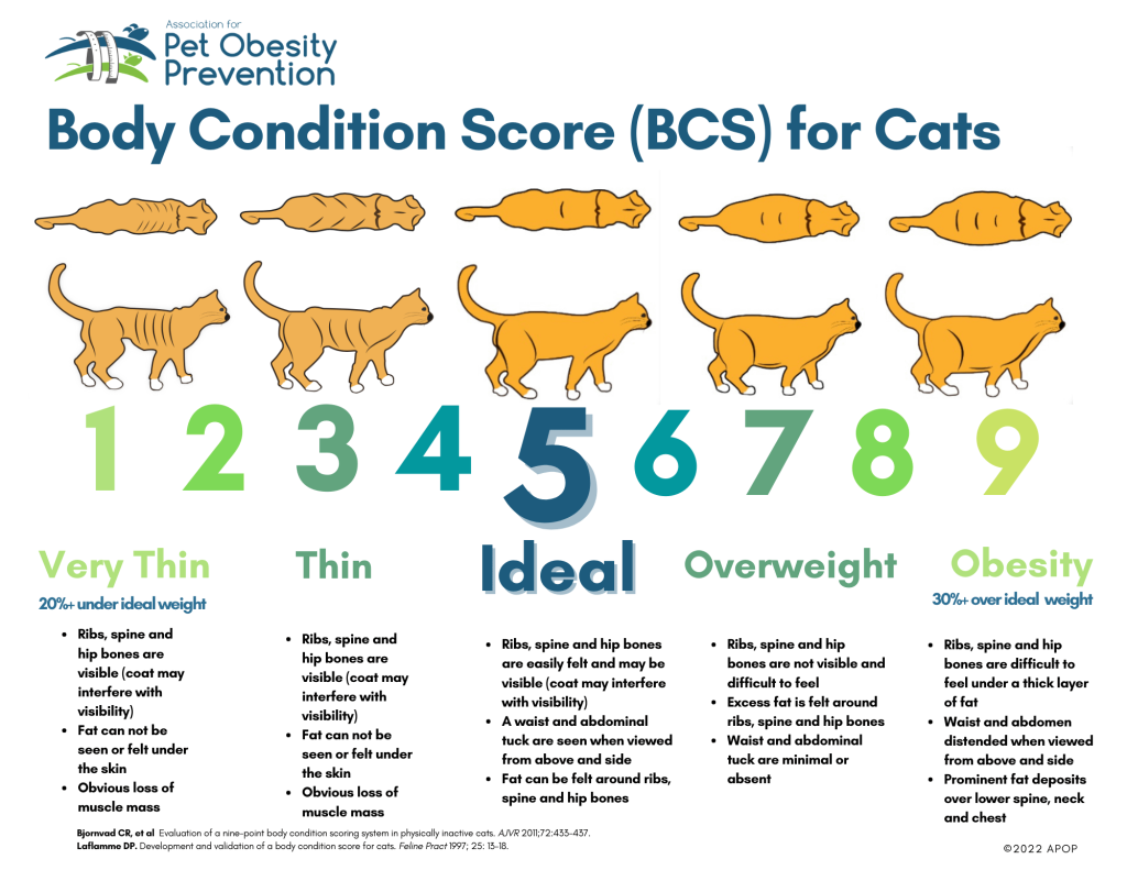 How Much Should a Year Old Cat Weigh