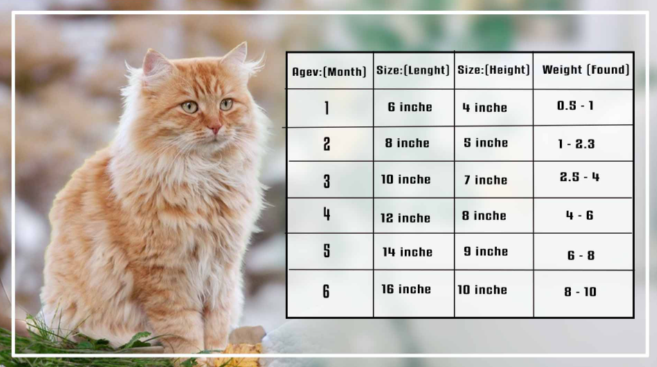 How Much Should My 1 Year Old Cat Weigh