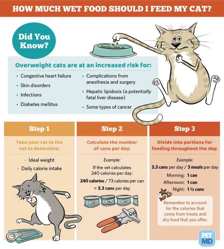 How Much Should My Cat Eat Calculator