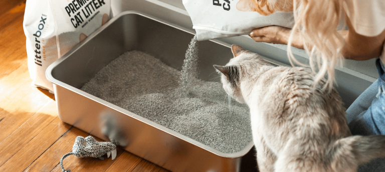 How Often Change Cat Litter