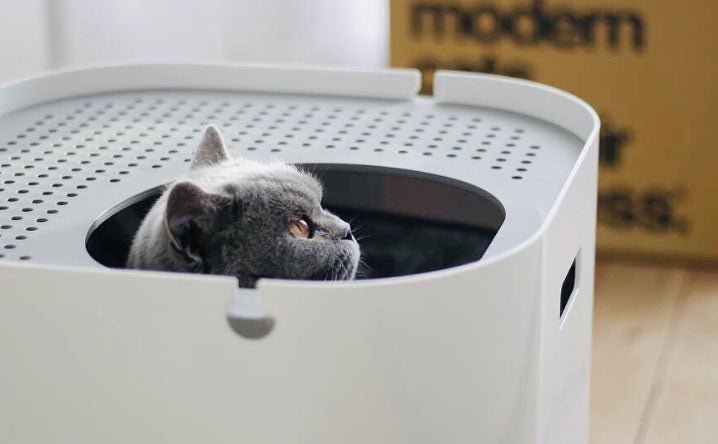 How Often Do You Clean Cat Litter