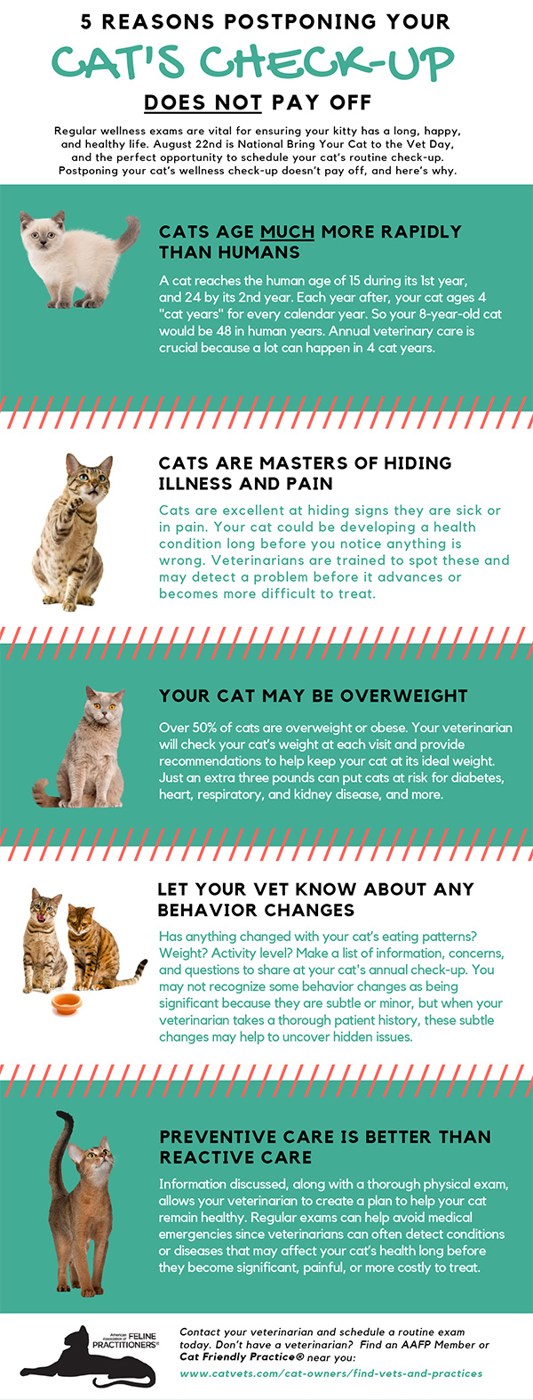 How Often Should a Cat Go to the Vet