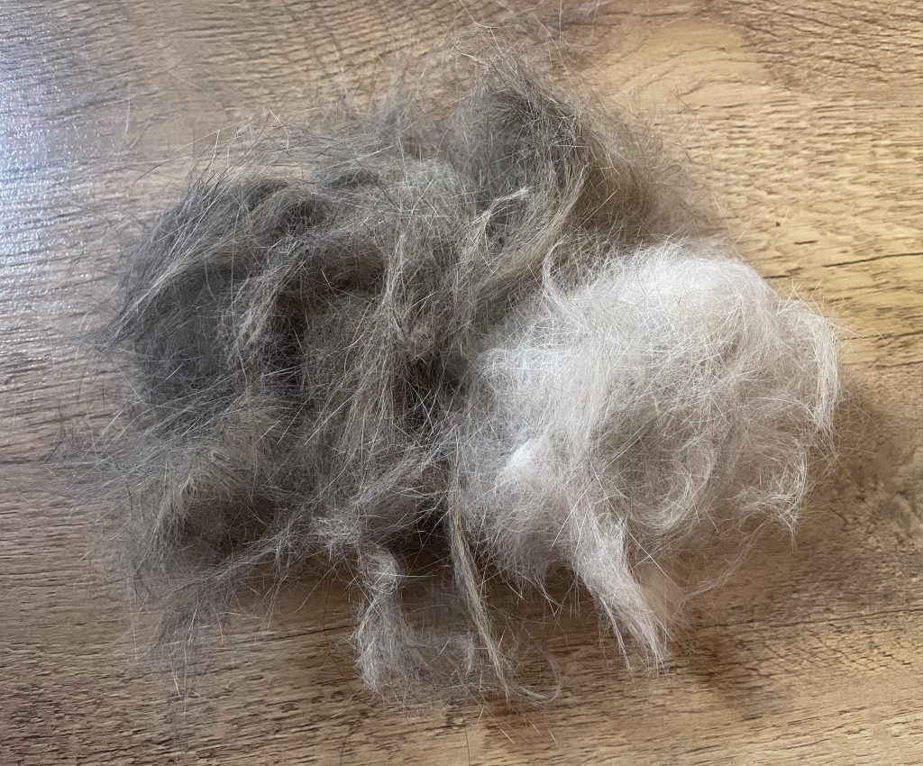 How Often Should You Brush a Cat