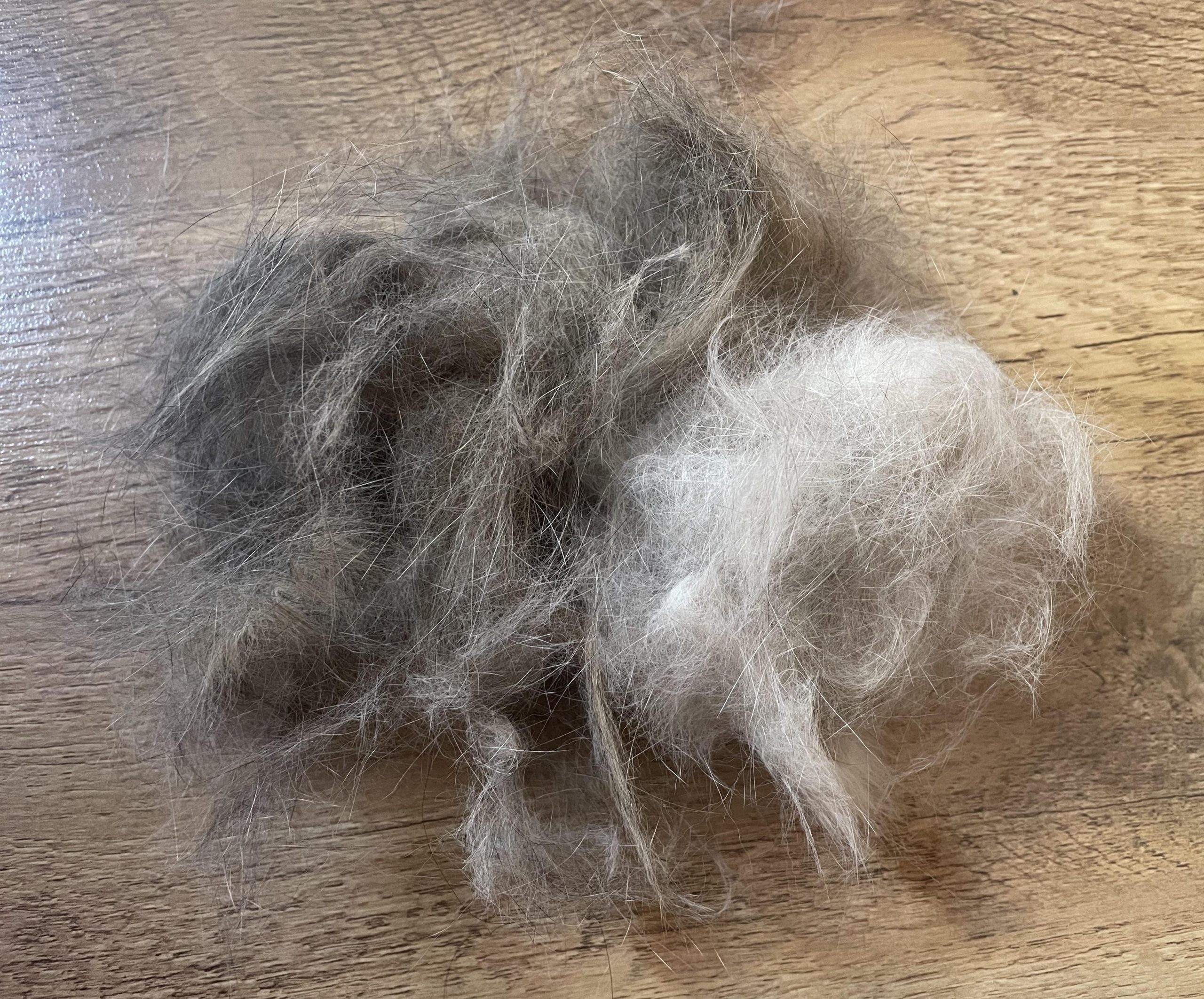 How Often Should You Brush a Cat: Essential Guide