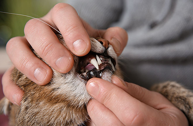 How Often Should You Brush Your Cat Teeth