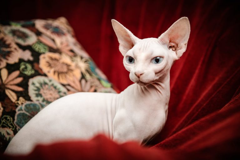 How Old Do Sphynx Cats Live
