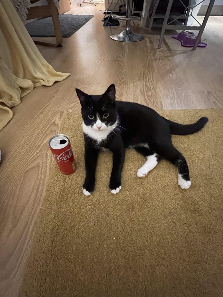 How Old is a 1 Year Old Cat