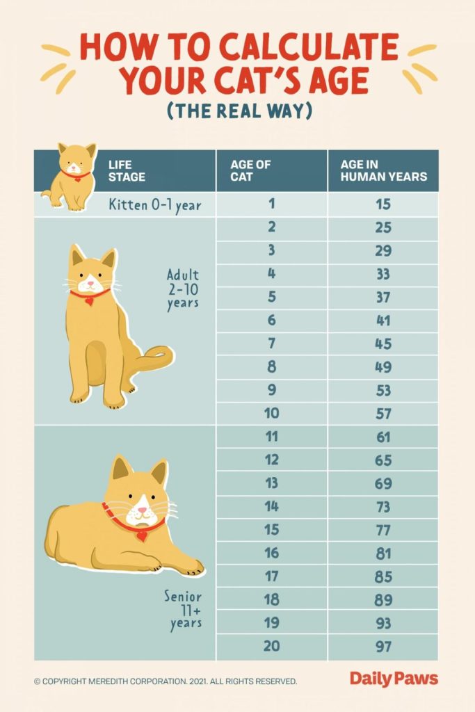 How Old is a 17 Year Old Cat