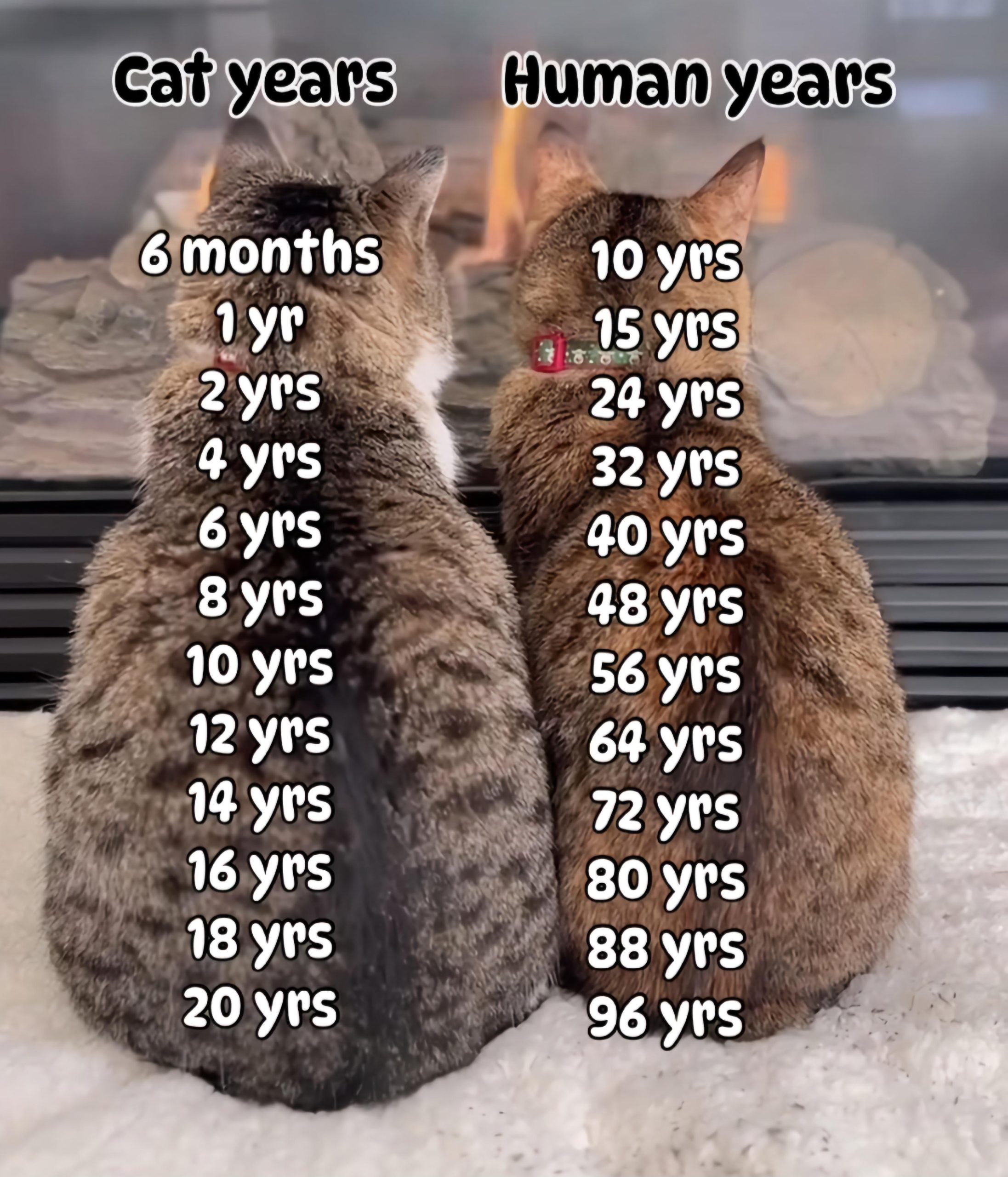 How Old is a 2 Year Old Cat: Unveiling Their True Age