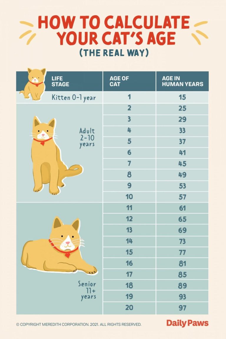 How Old is My Cat in Cat Years Calculator