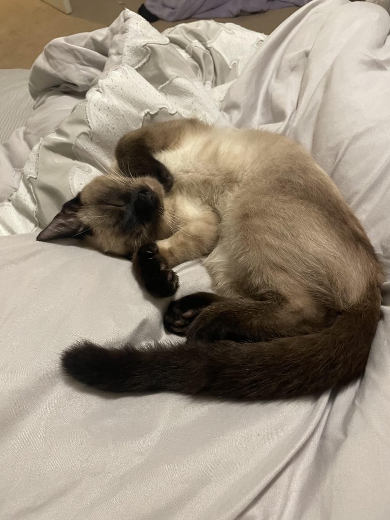 How Rare are Siamese Cats