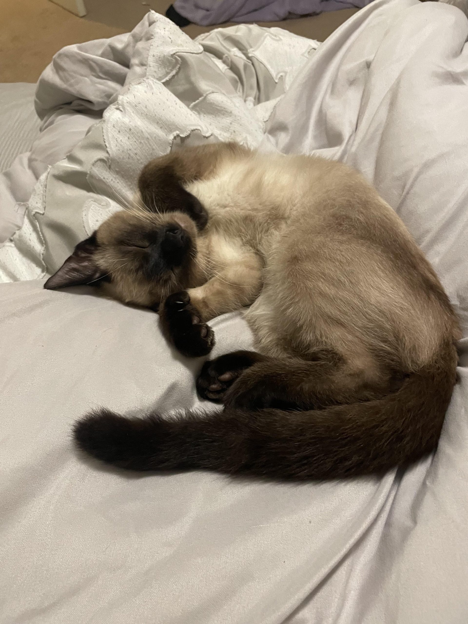How Rare are Siamese Cats