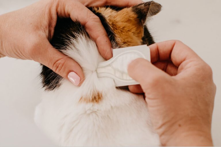 How to Apply Flea Treatment for Cats