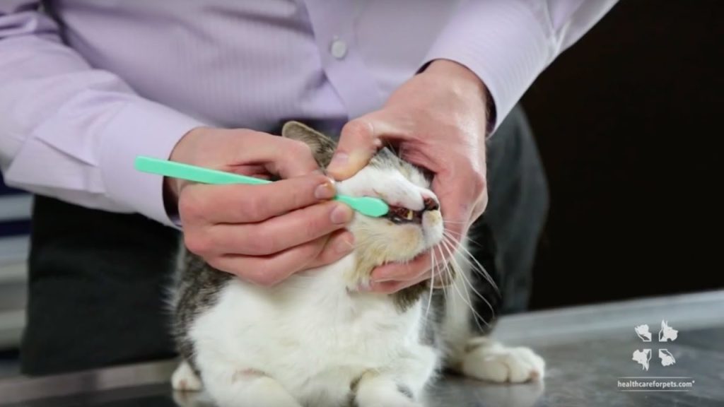 How to Brush Your Cat'S Teeth
