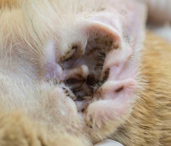 How to Cats Get Ear Mites